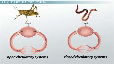 Closed Circulatory System .